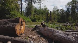 Best Arborist Consultation Services  in Smithville, TN