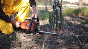 Best Tree Maintenance Programs  in Smithville, TN