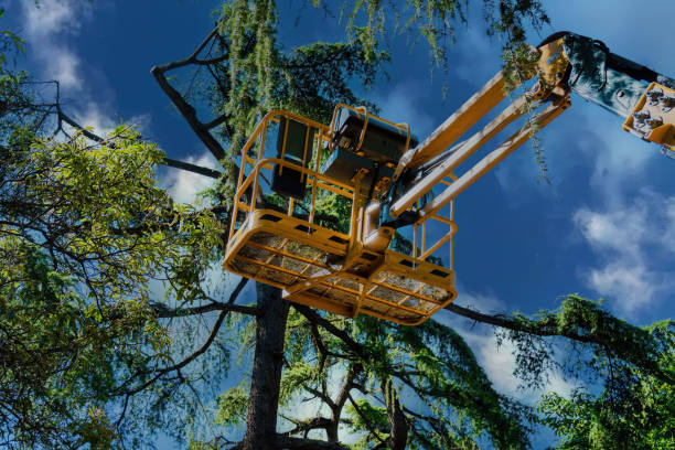 Best Tree Preservation Services  in Smithville, TN