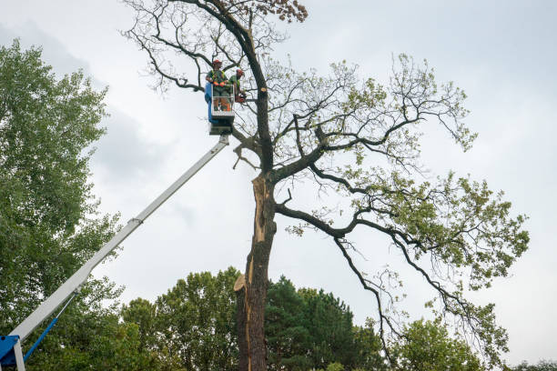 Best Arborist Consultation Services  in Smithville, TN