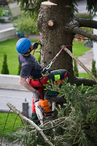 Smithville, TN Tree Removal Company