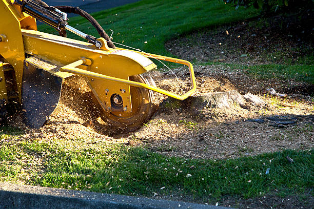 Best Grass Overseeding  in Smithville, TN
