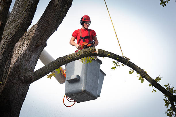 Best Hazardous Tree Removal  in Smithville, TN