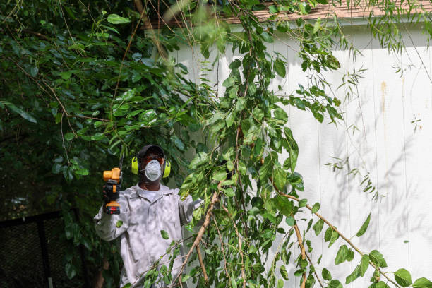 Best Root Management and Removal  in Smithville, TN