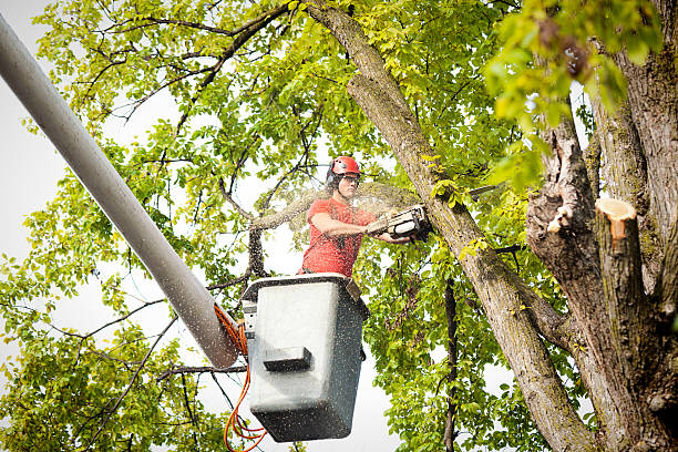 Best Storm Damage Tree Cleanup  in Smithville, TN
