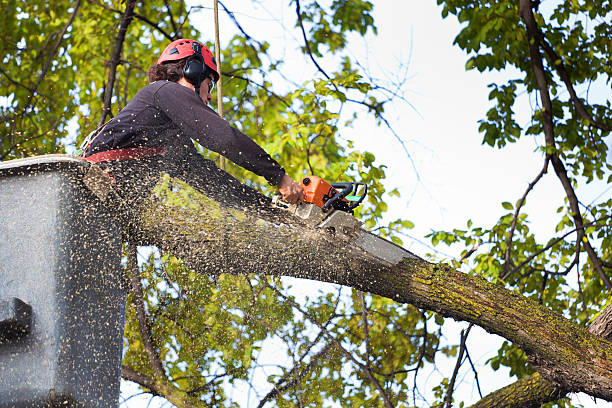 Best Tree Cabling and Bracing  in Smithville, TN