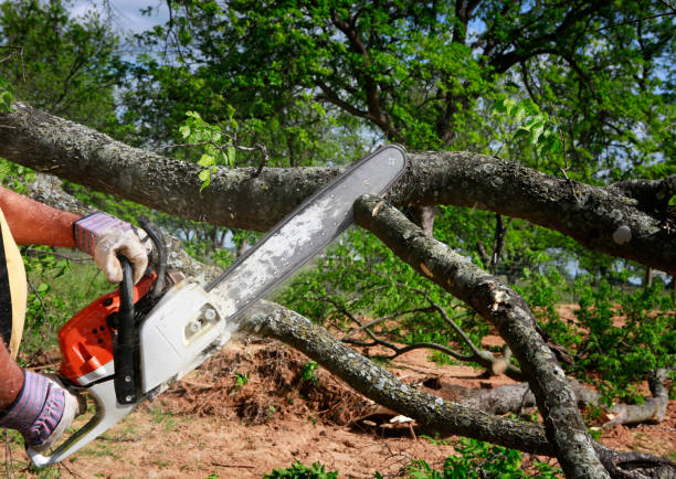 Best Firewood Processing and Delivery  in Smithville, TN